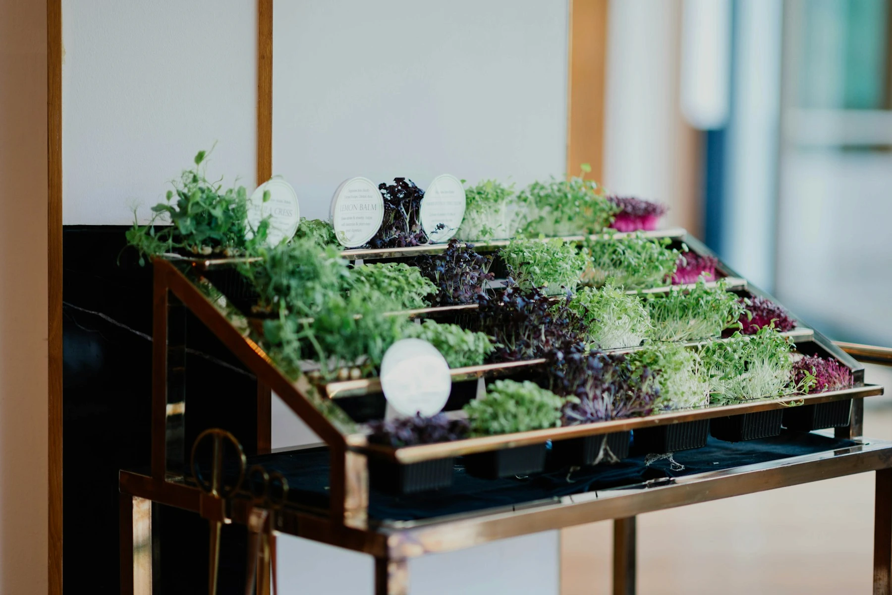 Fresh herbs growing in a restaurant hydroponic display