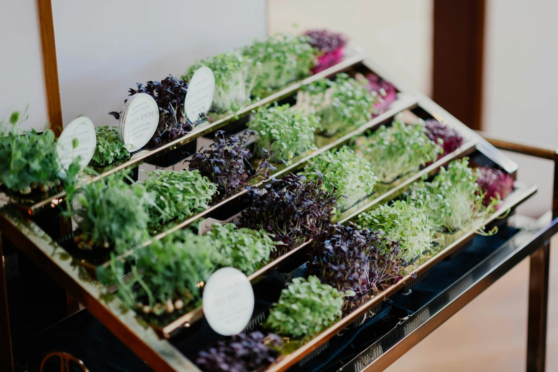 Close view of a hydroponic herb display